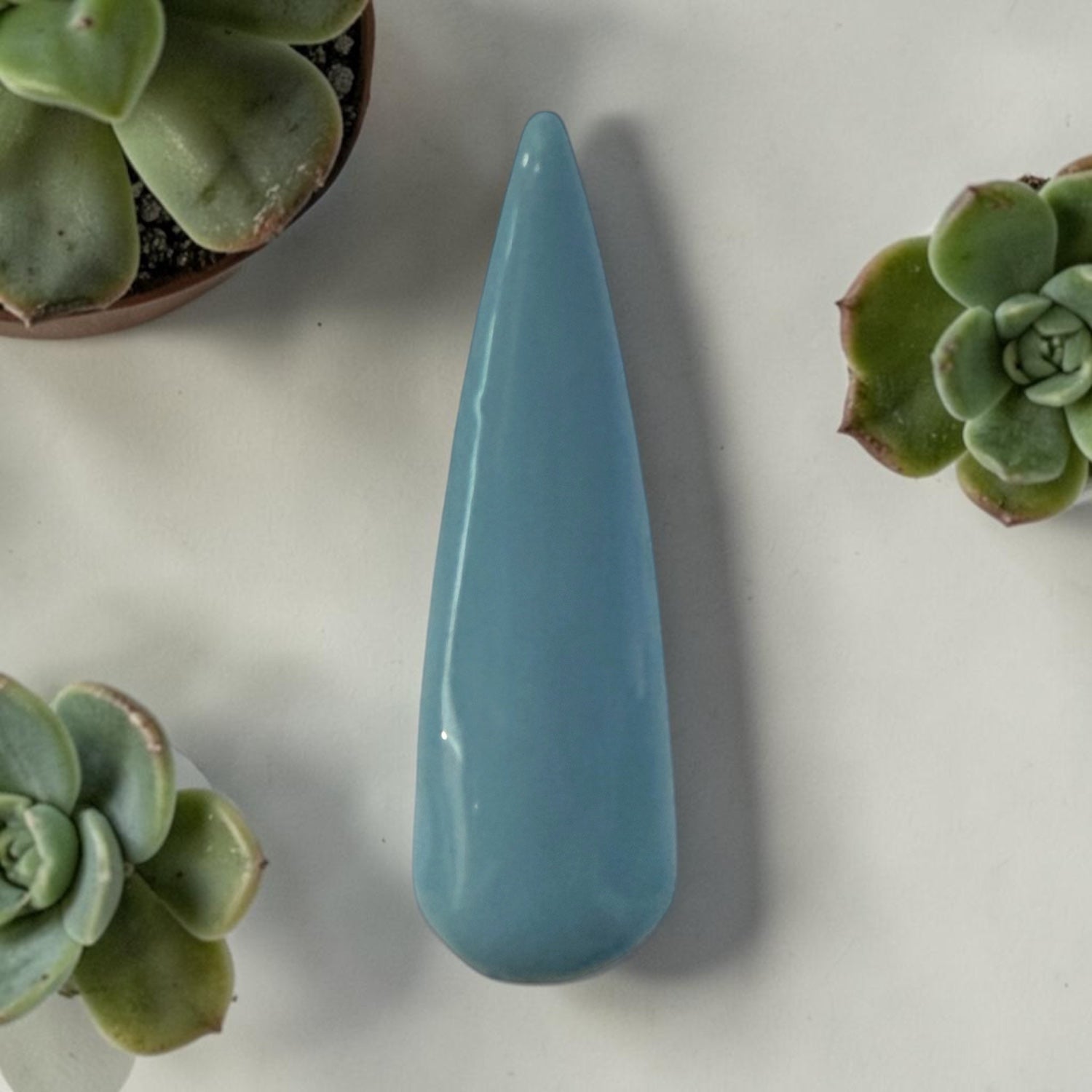 A blue nail tip on white with succulents around